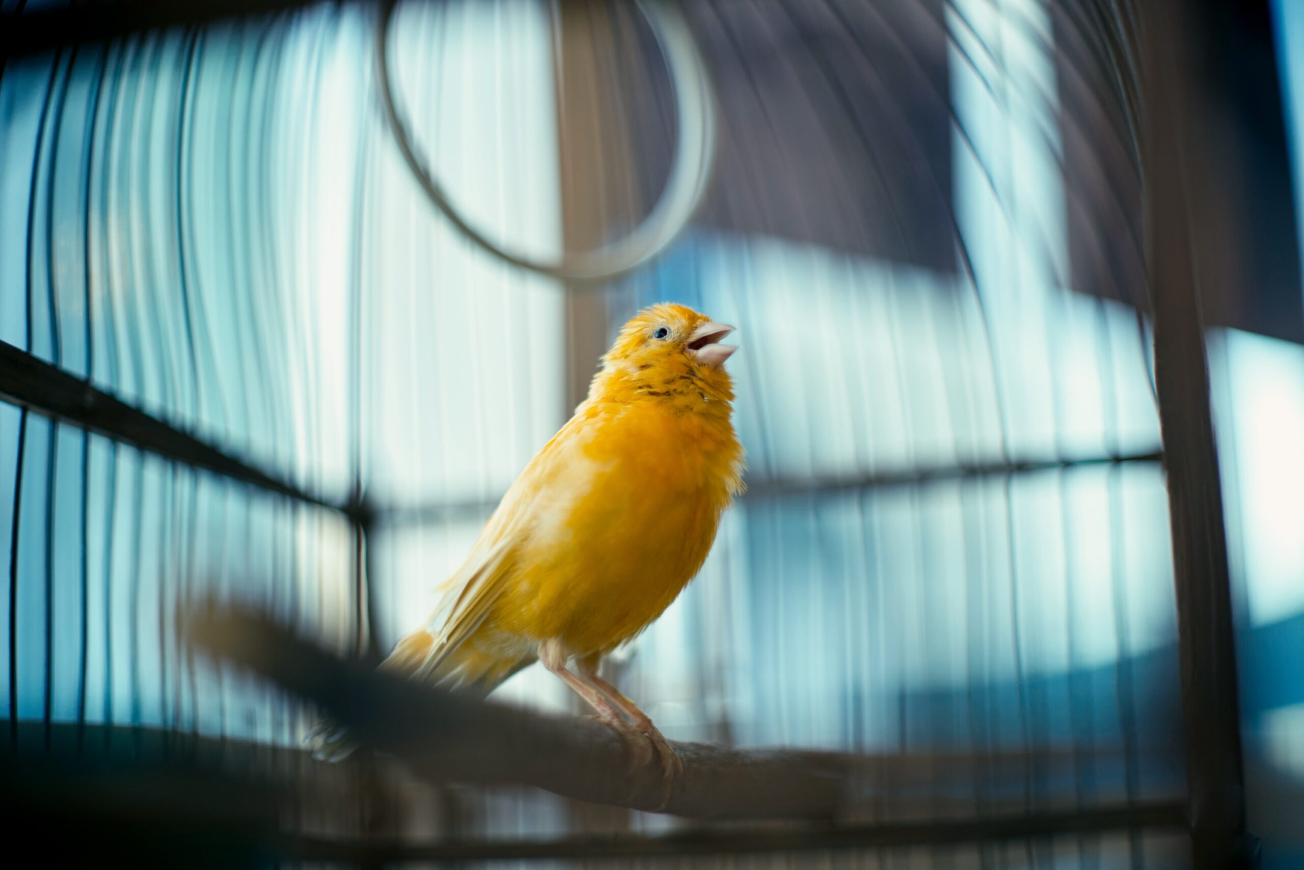 yellow canary in a cage